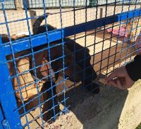 Humanitarna akcija za azil za pse