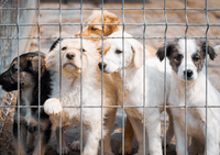Humanitarna akcija za azil za pse – 2